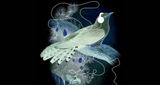 Radio Coucou LOGO